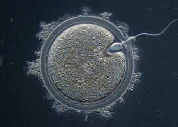 O HyperSperm, uma tecnologia inovadora desenvolvida por cientistas argentinos, ganhou destaque na medicina reprodutiva, pois além de aprimorar a fertilização, eleva consideravelmente as possibilidades de gestação