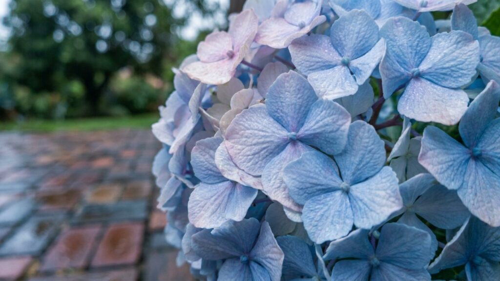8 flores que odeiam o sol direto e ainda trazem tons de rosa e branco para iluminar os cantos mais escuros do quintal