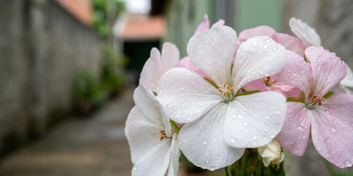 8 flores que odeiam o sol direto e ainda trazem tons de rosa e branco para iluminar os cantos mais escuros do quintal