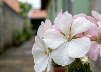 8 flores que odeiam o sol direto e ainda trazem tons de rosa e branco para iluminar os cantos mais escuros do quintal