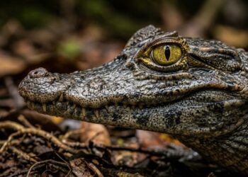 O jacaré-anão-da-Amazônia ganhou notoriedade em estudos de vida selvagem devido à sua capacidade de dominar igarapés estreitos e desafiar o monitoramento ambiental