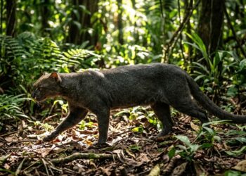 Este gato-mourisco que virou destaque entre biólogos porque além de viver na floresta amazônica consegue se consolidar como o felino mais furtivo e esquivo da região