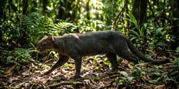 Este gato-mourisco que virou destaque entre biólogos porque além de viver na floresta amazônica consegue se consolidar como o felino mais furtivo e esquivo da região