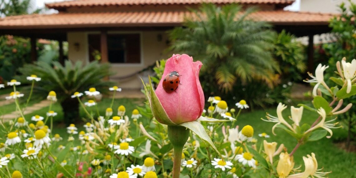 As 7 flores miúdas que atraem joaninhas para o jardim e deixam suas roseiras livres de infestação de pulgões