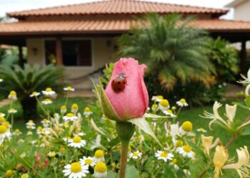 As 7 flores miúdas que atraem joaninhas para o jardim e deixam suas roseiras livres de infestação de pulgões