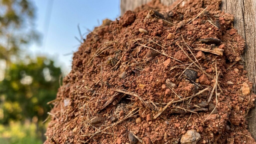 Como a habilidade do João de Barro cria ninhos com ótimo isolamento térmico contra mudanças fortes do clima na natureza