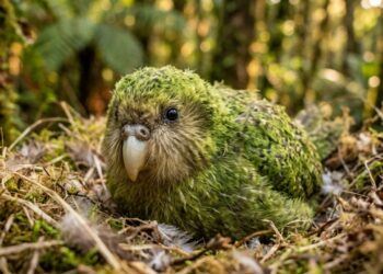 Ave quase extinta surpreende com recorde de filhotes