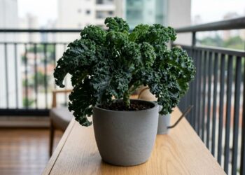 A hortaliça de folhas crespas que virou moda na decoração porque, além de linda nos vasos, pode ser colhida para sucos detox diários