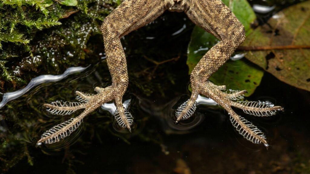 O tamanquaré amazônico que virou destaque na ciência porque, além de desafiar a gravidade, consegue caminhar sobre a água por meio de um fenômeno biomecânico único