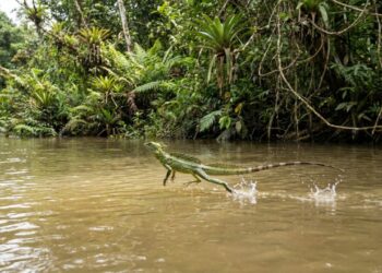 O tamanquaré amazônico que virou destaque na ciência porque, além de desafiar a gravidade, consegue caminhar sobre a água por meio de um fenômeno biomecânico único