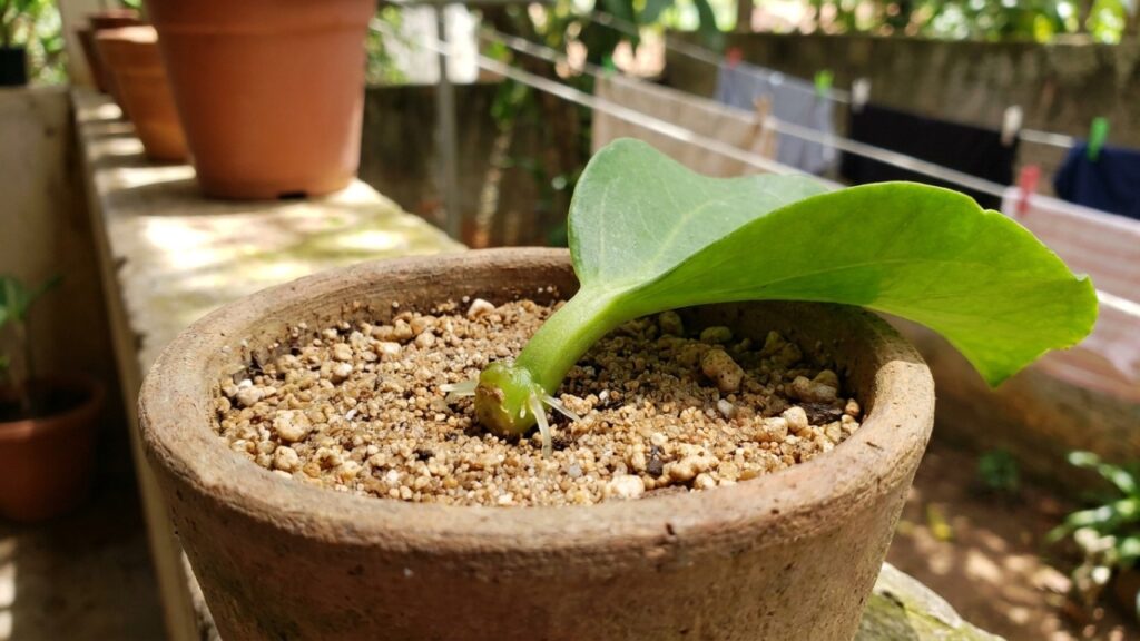 A flor noturna que virou moda no jardim da frente porque além de só abrir à noite, exala um perfume doce que entra pela janela