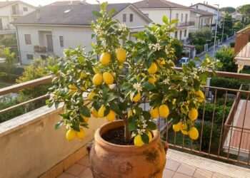 6 árvores de frutas cítricas que produzem rápido em vasos grandes e ainda garantem limão fresco a poucos passos da cozinha