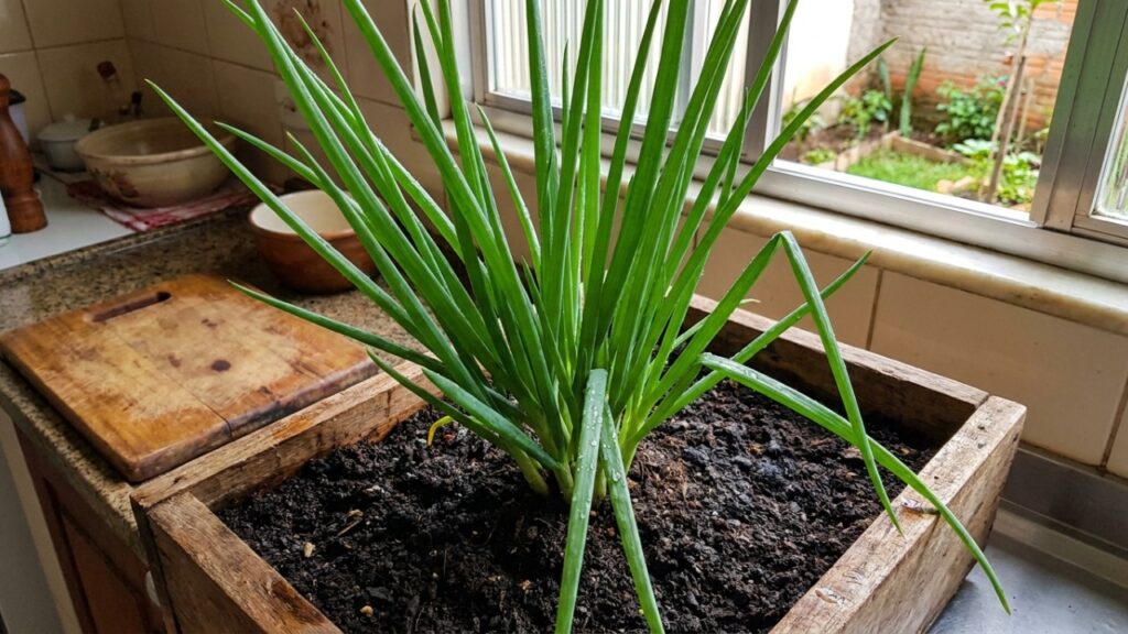 10 vegetais que rebrotam a partir de sobras da cozinha e ainda rendem uma segunda colheita cultivados em caixas de leite