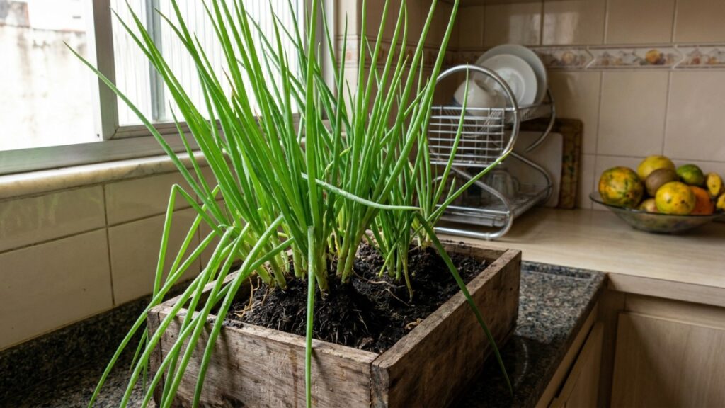 10 vegetais que rebrotam a partir de sobras da cozinha e ainda rendem uma segunda colheita cultivados em caixas de leite
