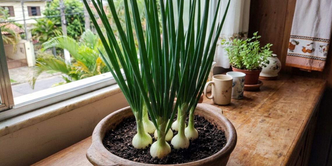 10 vegetais que rebrotam a partir de sobras da cozinha e ainda rendem uma segunda colheita cultivados em caixas de leite