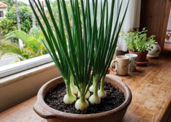10 vegetais que rebrotam a partir de sobras da cozinha e ainda rendem uma segunda colheita cultivados em caixas de leite