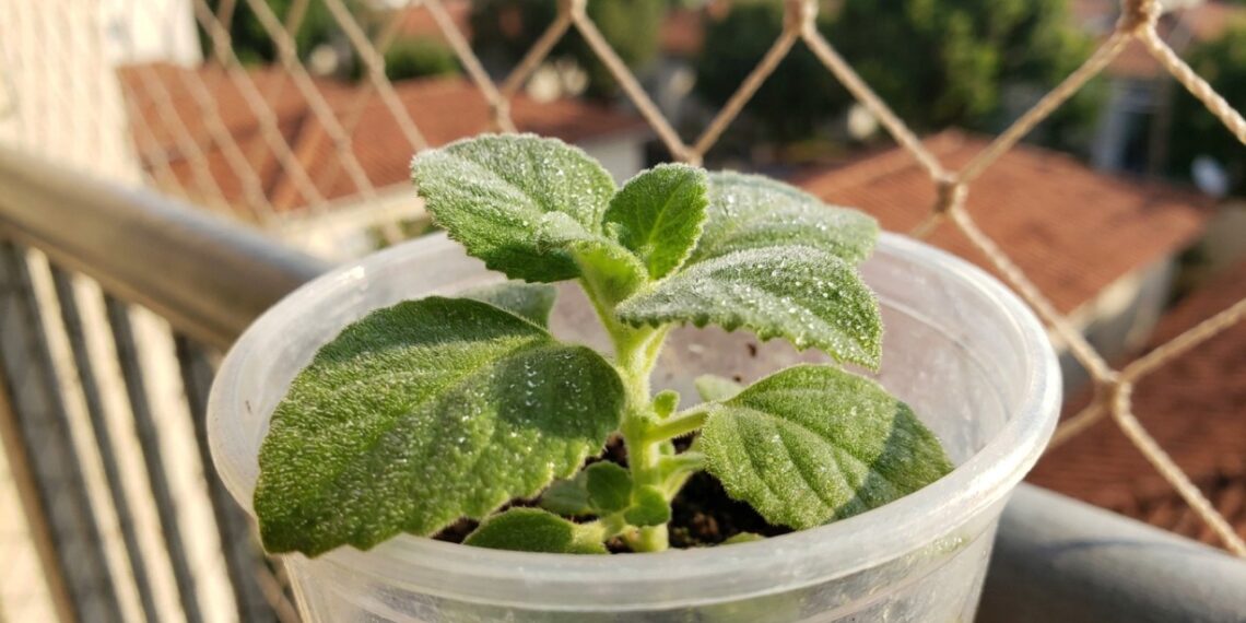 11 ervas para chá que crescem rápido e ainda criam uma "farmácia viva" na sacada usando apenas vasos plásticos reaproveitados
