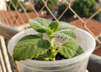 11 ervas para chá que crescem rápido e ainda criam uma "farmácia viva" na sacada usando apenas vasos plásticos reaproveitados