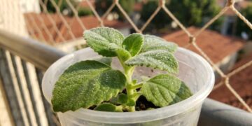 11 ervas para chá que crescem rápido e ainda criam uma "farmácia viva" na sacada usando apenas vasos plásticos reaproveitados