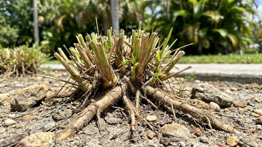 O capim ornamental que virou moda em jardins minimalistas porque além de balançar com o vento, não exige terra fértil
