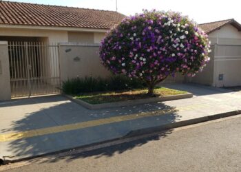 As 5 árvores de copa redonda cujas raízes não levantam os pisos táteis e garantem calçadas 100% seguras para pedestres