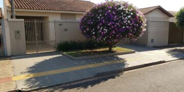 As 5 árvores de copa redonda cujas raízes não levantam os pisos táteis e garantem calçadas 100% seguras para pedestres