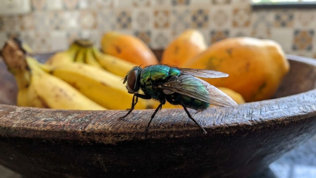 Basta um punhado dessa especiaria fervida na água para se livrar de moscas varejeiras na cozinha de vez