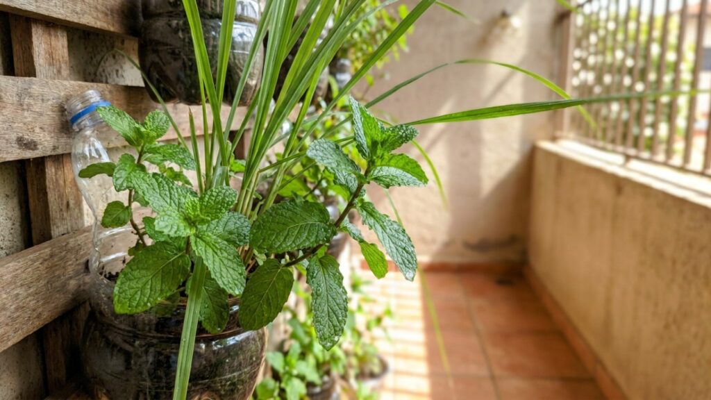 11 ervas para chá que crescem rápido e ainda criam uma "farmácia viva" na sacada usando apenas vasos plásticos reaproveitados