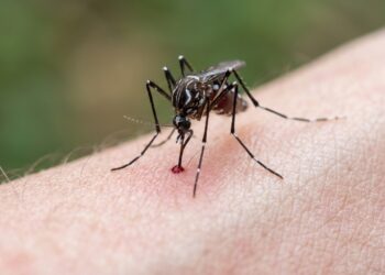 Os 7 animais mais mortais do planeta que desafiam a biologia com toxinas letais e ainda escondem segredos químicos que a medicina tenta decifrar