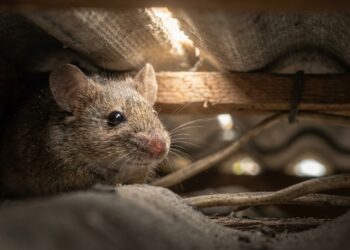 As 7 plantas de cheiro forte que espantam ratos de telhado e deixam a edícula e o forro da casa protegidos naturalmente
