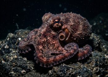 Região abissal considerada inóspita no Chile surpreende a biologia marinha ao registrar a descoberta de uma nova e misteriosa espécie de polvo