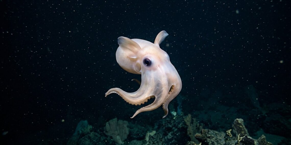 Este novo polvo Dumbo batizado de Grimpoteuthis feitiana que virou destaque porque além de viver nas profundezas do Pacífico prova que cada expedição ao mar profundo encontra espécies totalmente novas