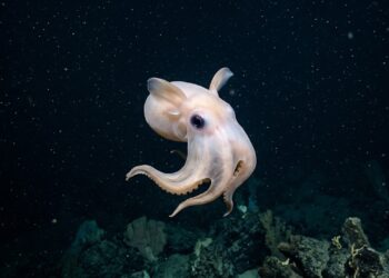 Este novo polvo Dumbo batizado de Grimpoteuthis feitiana que virou destaque porque além de viver nas profundezas do Pacífico prova que cada expedição ao mar profundo encontra espécies totalmente novas