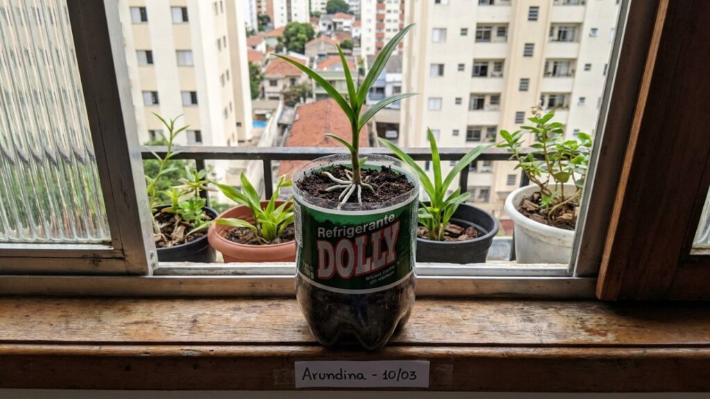 A orquídea de terra que virou moda nos canteiros porque além de florescer no chão, não precisa de substrato caro de casca de pinus
