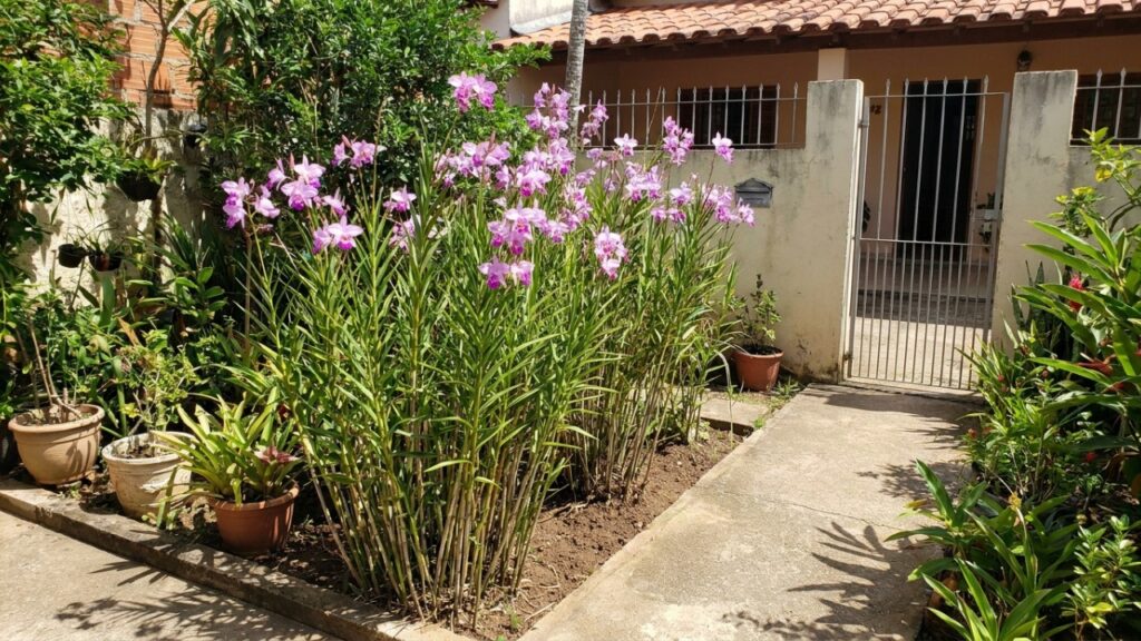 A orquídea de terra que virou moda nos canteiros porque além de florescer no chão, não precisa de substrato caro de casca de pinus
