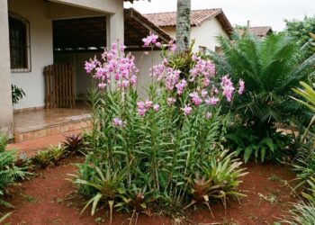 A orquídea de terra que virou moda nos canteiros porque além de florescer no chão, não precisa de substrato caro de casca de pinus