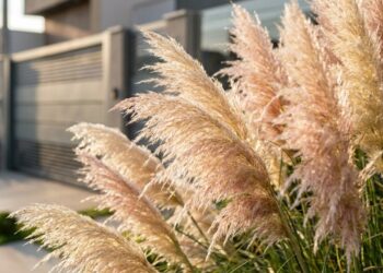 O capim ornamental que virou moda em jardins minimalistas porque além de balançar com o vento, não exige terra fértil