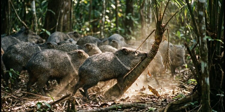 Estes bandos coordenados de caititus que viraram destaque na Amazônia porque além de unirem forças utilizam técnicas de impacto corporal para derrubar palmeiras jovens