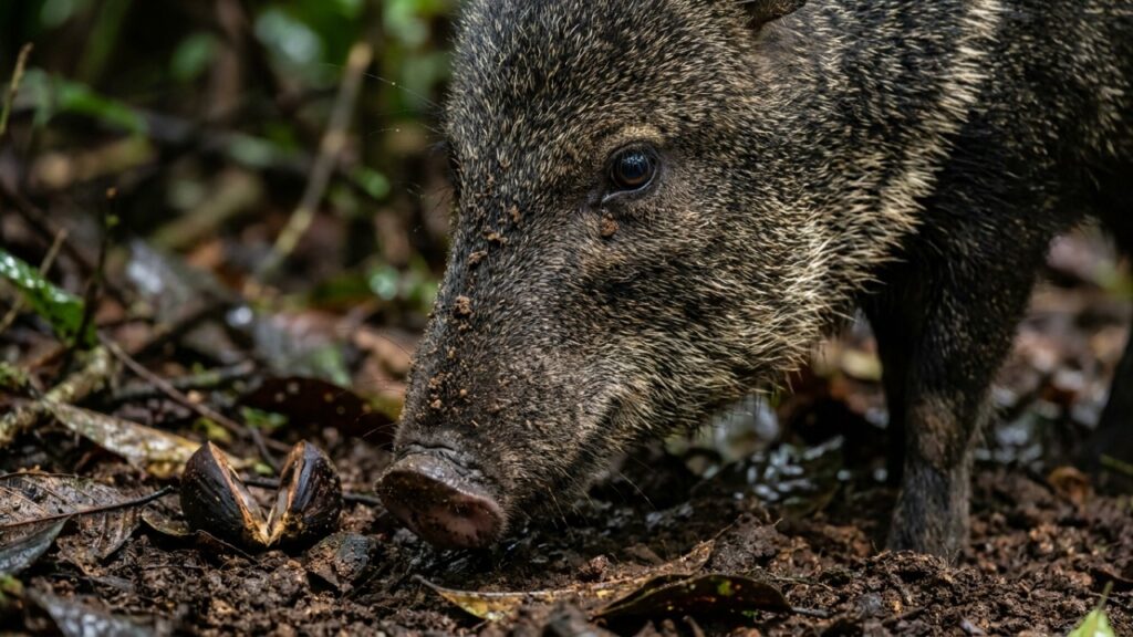 Estes bandos coordenados de caititus que viraram destaque na Amazônia porque além de unirem forças utilizam técnicas de impacto corporal para derrubar palmeiras jovens