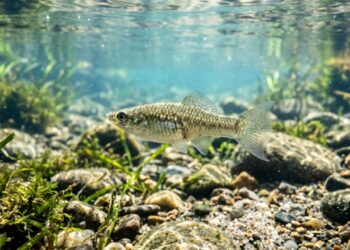 Espécie de peixe considerada fadada à extinção surpreende a ciência ao registrar recorde histórico de 100 mil anos de sobrevivência sem a presença de machos