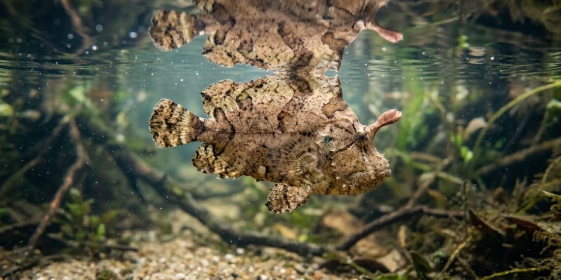 O peixe-folha ganhou notoriedade nos estudos de vida selvagem, pois, apesar de parecer uma folha morta imóvel, consegue capturar pequenas presas por sucção nos igarapés da região amazônica