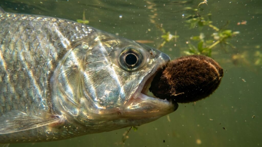 O peixe matrinxã encontrado nos rios da Amazônia que surpreende ao saltar fora d'água para conseguir alcançar frutos diretamente nas árvores