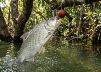 O peixe matrinxã encontrado nos rios da Amazônia que surpreende ao saltar fora d'água para conseguir alcançar frutos diretamente nas árvores