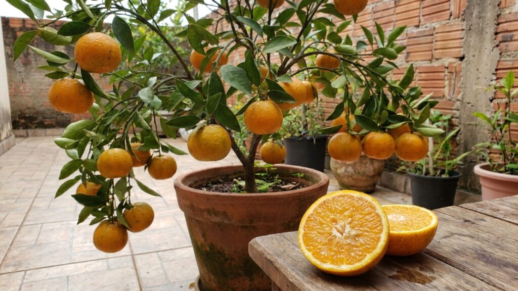 6 árvores de frutas cítricas que produzem rápido em vasos grandes e ainda garantem limão fresco a poucos passos da cozinha