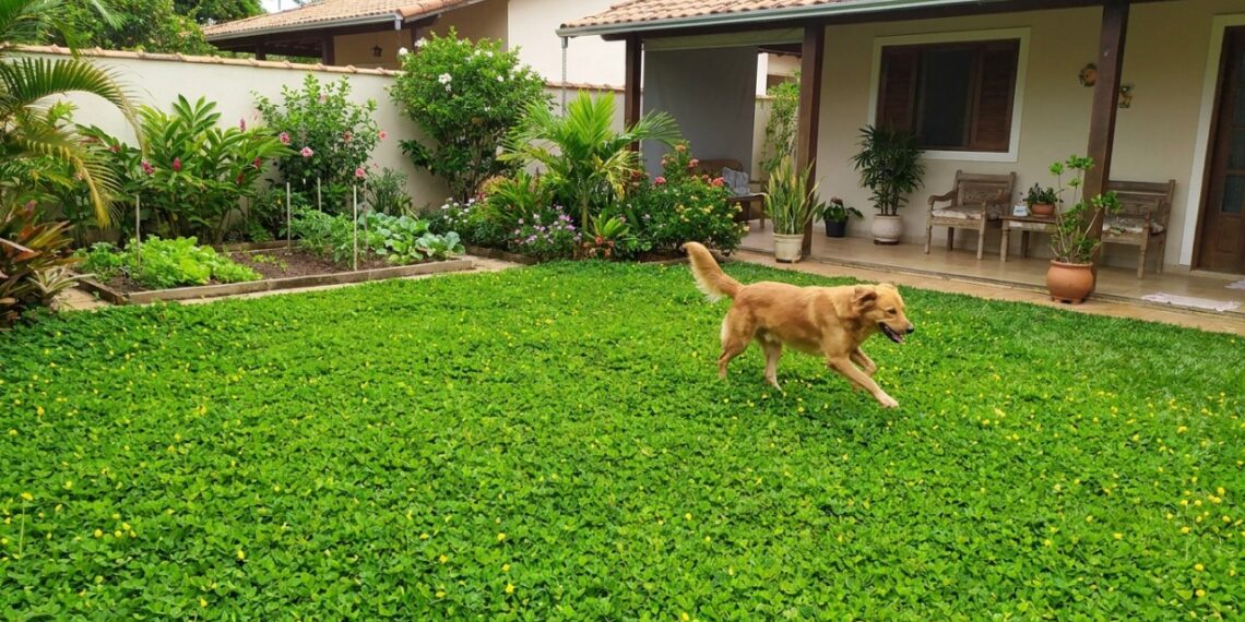 As 5 forrações rasteiras que não amassam fácil e deixam o caminho do jardim intacto mesmo sendo rota de passagem dos cachorros
