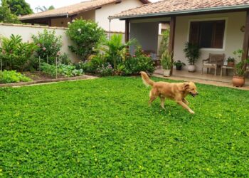 As 5 forrações rasteiras que não amassam fácil e deixam o caminho do jardim intacto mesmo sendo rota de passagem dos cachorros