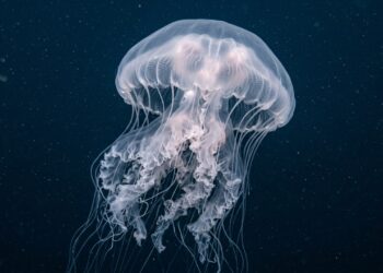 Trecho do mar da Argentina considerado inexplorado surpreende a ciência ao registrar um mundo oculto com recifes gigantes e uma misteriosa água-viva fantasma