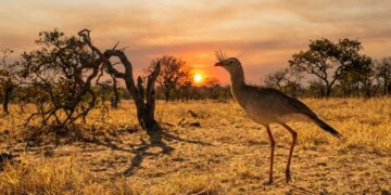 Esta siriema nativa do Cerrado brasileiro que virou destaque porque além de combinar pernas longas com um bico curvo consegue caçar serpentes perigosas com facilidade