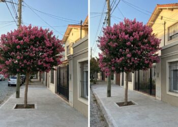 6 árvores floríferas cujas raízes vão direto para o fundo do solo, perfeitas para calçadas estreitas com fiação aérea baixa