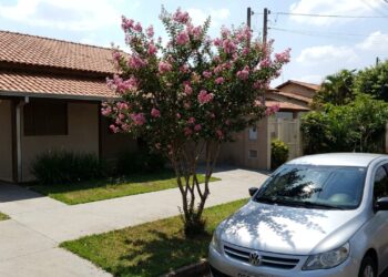 6 árvores de pequeno porte cujas folhas não entopem calhas, perfeitas para beiradas de telhado e garagens descobertas